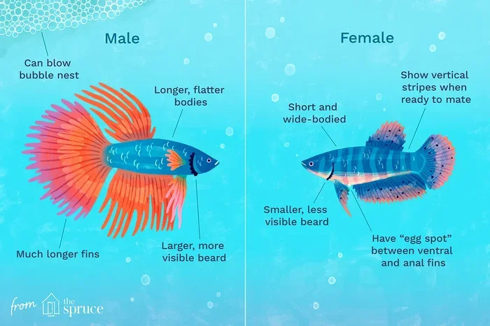 Is My Betta Fish a Boy or Girl