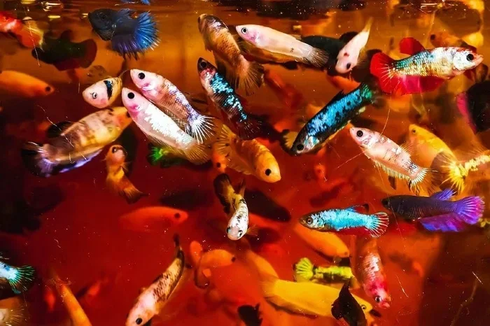 How to Buy Betta Fish in Bulk