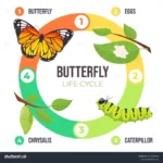 How Long Do Butterfly Betta Fish Live