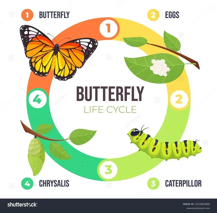 How Long Do Butterfly Betta Fish Live