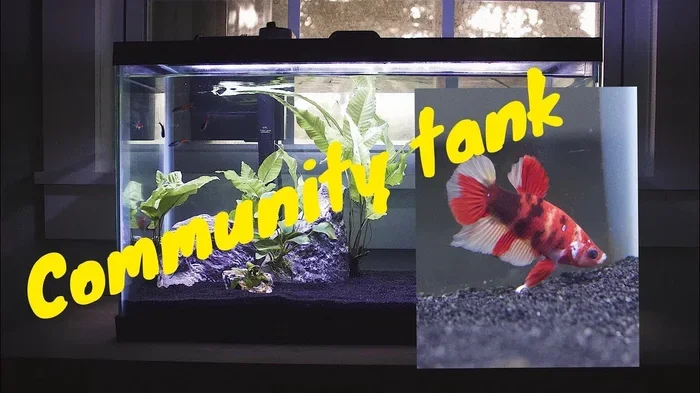 Can you put betta fish in a community tank safely