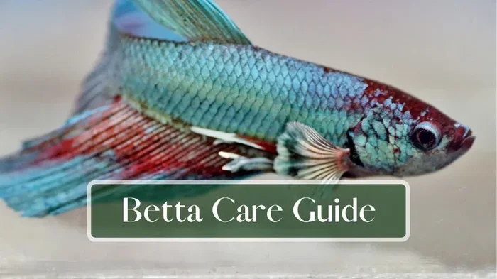 How to Take Care of Betta Fish Video