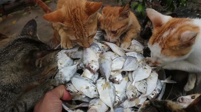 Is Fish Better Than Chicken for Cats