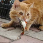 Is Betta Fish Food Bad for Cats