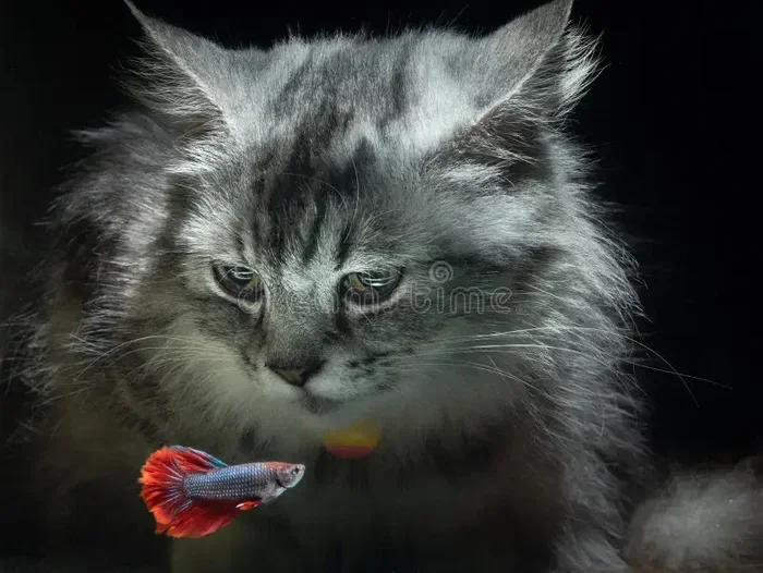 Are Betta Fish Poisonous to Cats