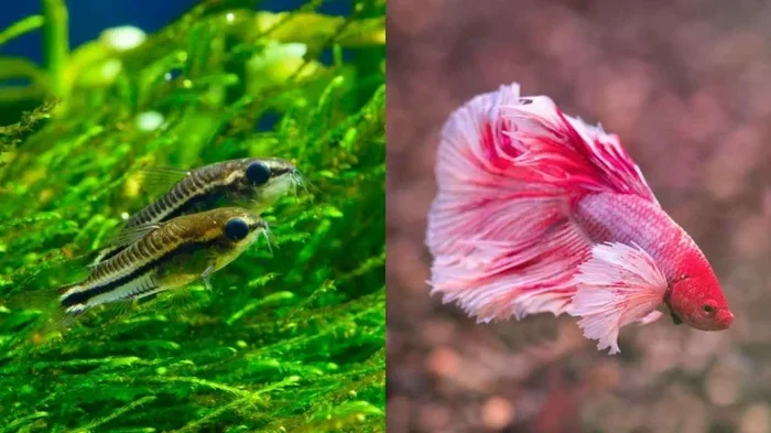 Can You Put Catfish With Betta Fish Safely in 2026