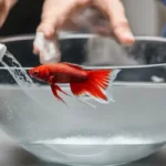 How to Wash a Betta Fish Bowl