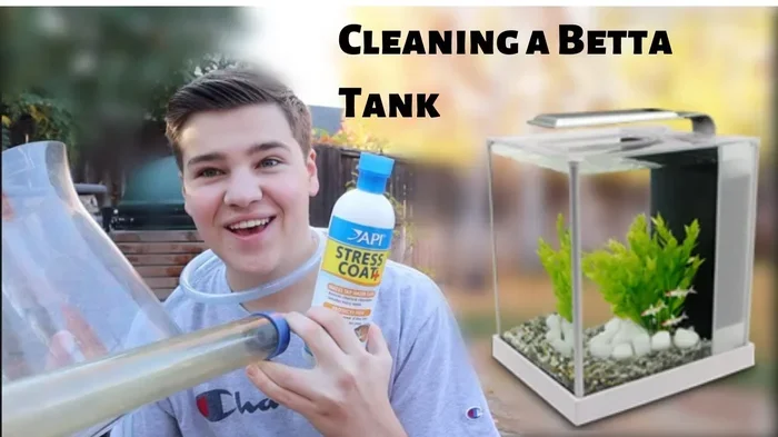 How Do You Keep Betta Fish Water Clean