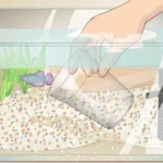 How Often Should U Clean Your Betta Fish Tank