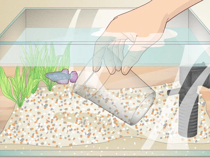 How Often Should U Clean Your Betta Fish Tank