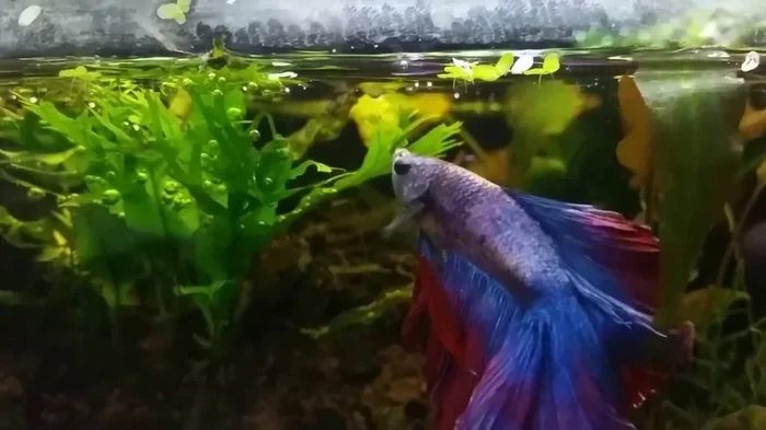 How to Feed a Betta Fish for a Healthy and Happy Life