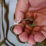 How to Use Clove Oil for Betta Fish