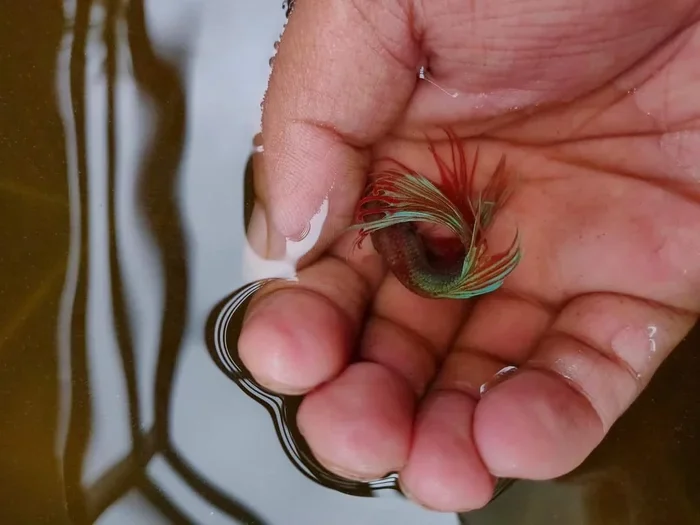 How to Use Clove Oil for Betta Fish