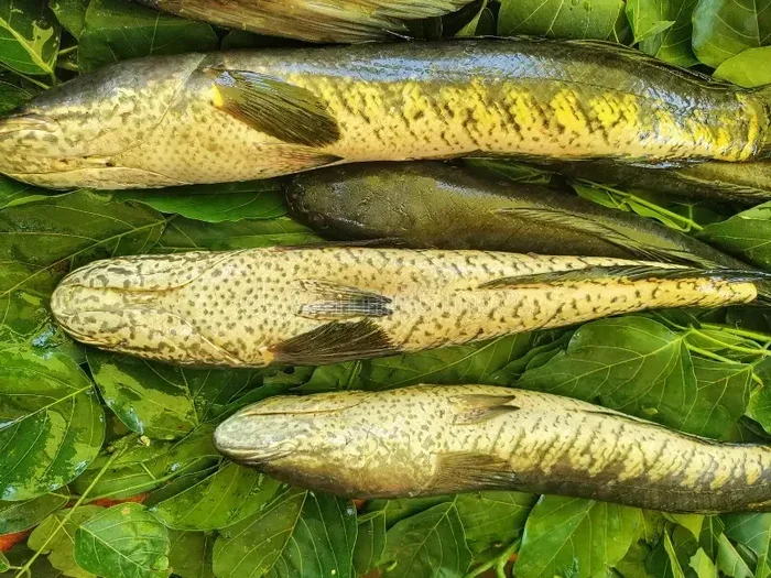 Is Halibut or Cod Better for Fish and Chips