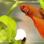 Is 68 Degrees Too Cold for Betta Fish