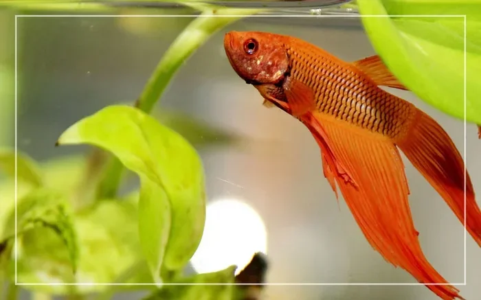 Is 68 Degrees Too Cold for Betta Fish