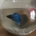 Should I Get a Betta Fish College Student