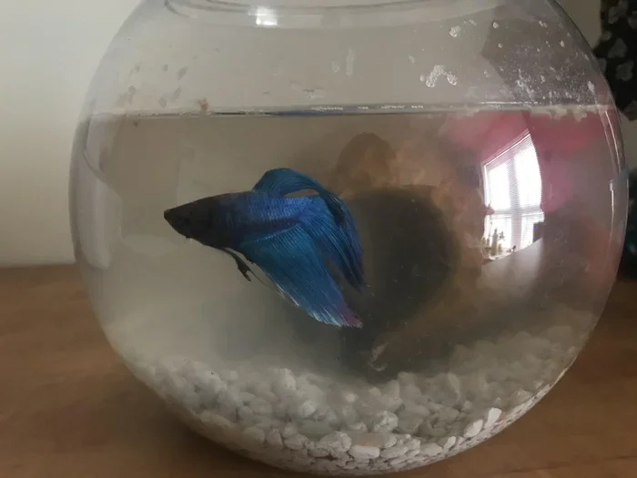 Should I Get a Betta Fish College Student