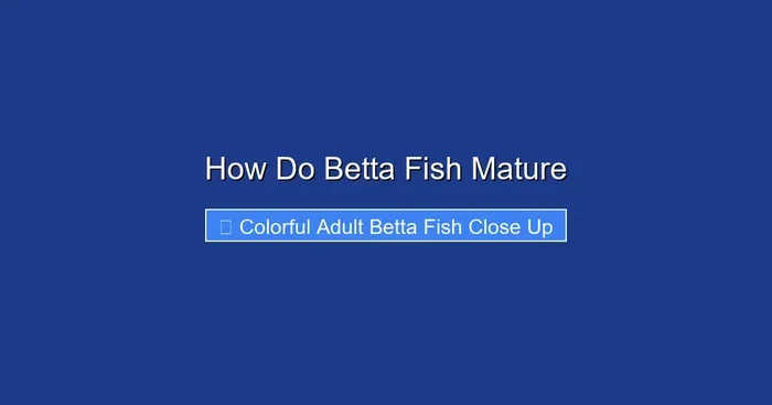 How Do Betta Fish Mature