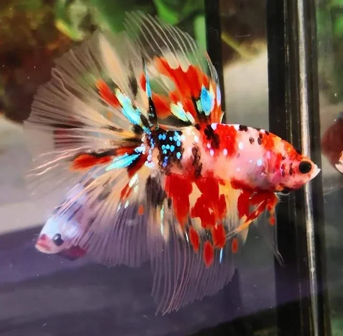 Do Betta Fish Change Color With Age What Experts Say