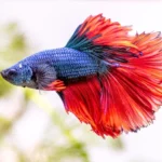 How to Make Your Betta Fish Brighter