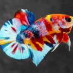 Is a Betta Fish a Vertebrate or Invertebrate
