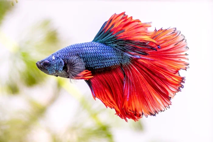 Is It Beta Fish or Betta Fish