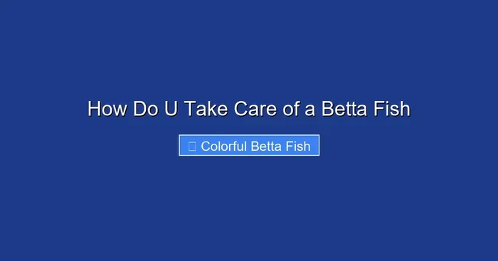 How Do U Take Care of a Betta Fish