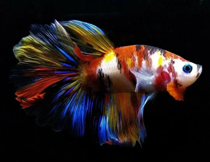 Are Betta Fish Salt or Freshwater