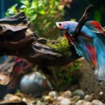 How to Make Betta Fish House