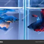 Is a Betta Fish from Texas