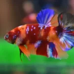 Is a Betta Fish Hard to Take Care Of