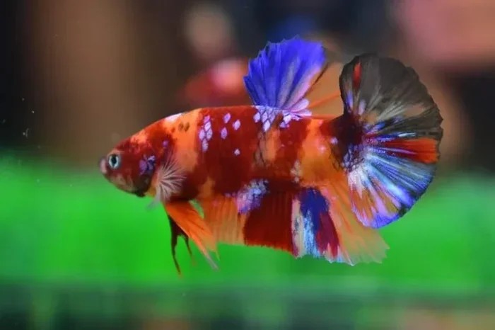 Is a Betta Fish Hard to Take Care Of