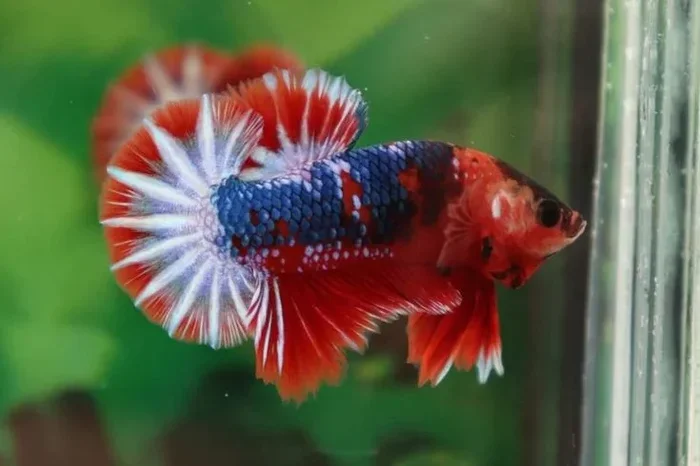 Is Betta Fish Euryhaline