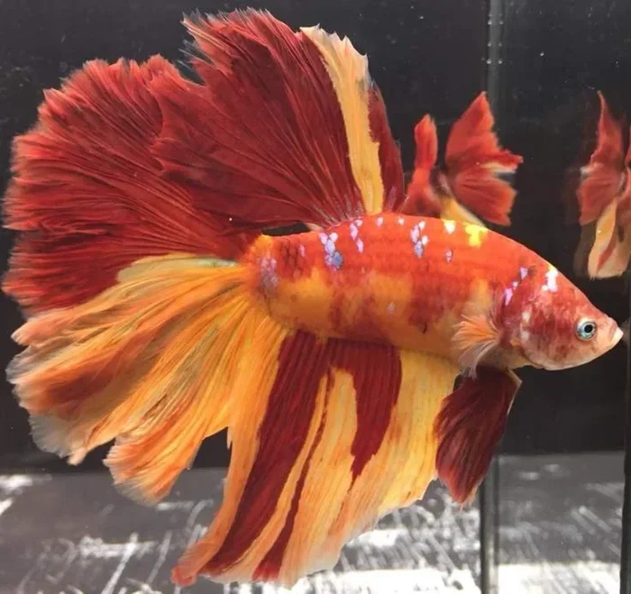 How Much Do Betta Fish Cost in Australia