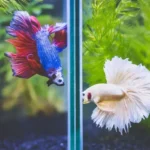 How to Carefor a Betta Fish