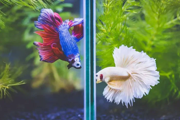 How to Carefor a Betta Fish