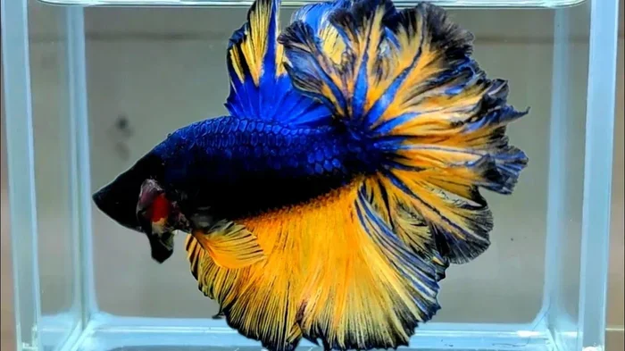 How to Buy and Breed Betta Fish Without Them Fighting
