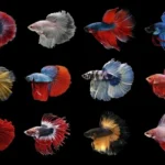 What Breed Is My Betta Fish
