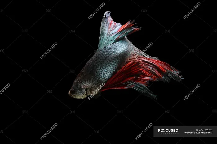 How Do You Tell the Age of a Betta Fish