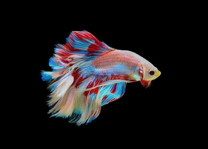 How Long the Betta Fish Live