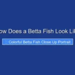How Does a Betta Fish Look Like