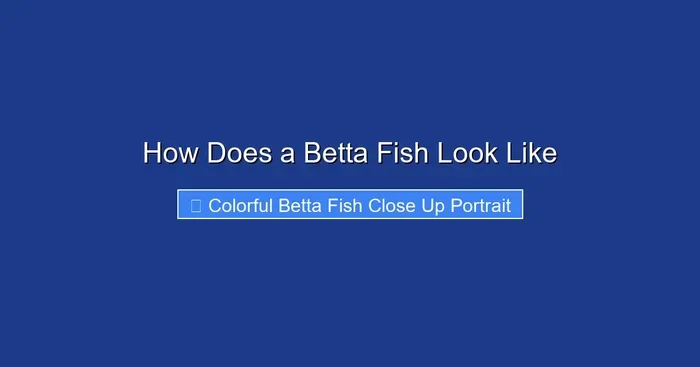How Does a Betta Fish Look Like