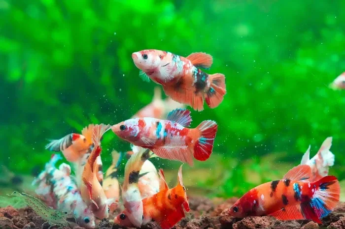 What Can I Feed a Betta Fish Besides Fish Food