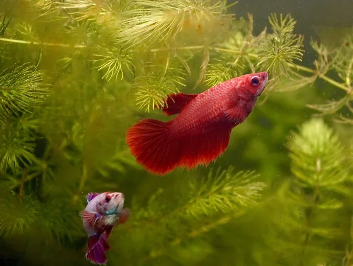What Can I Give My Betta Fish