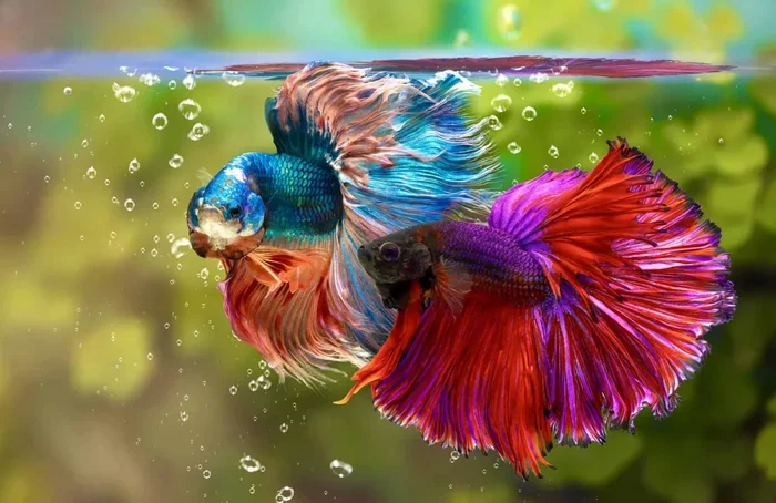 What Can You Feed Your Betta Fish Besides Fish Food