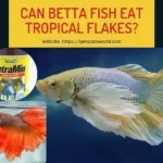Can Betta Fish Eat Regular Fish Food