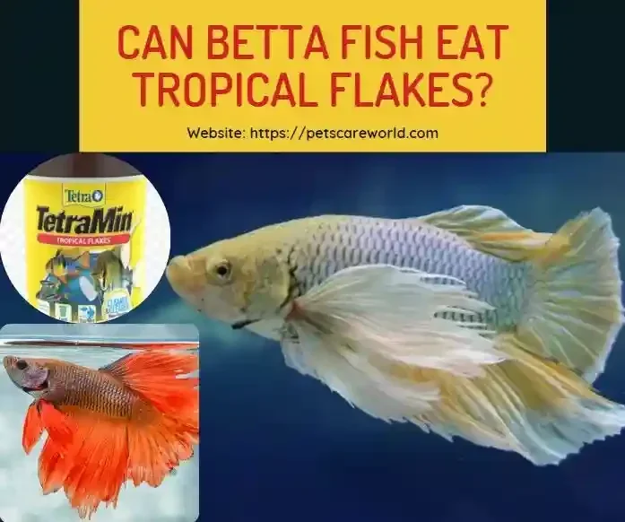 Can Betta Fish Eat Regular Fish Food