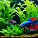 Should I Get Betta Fish or Neo Tetra