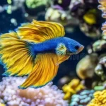 Are Betta Fish in the Ocean